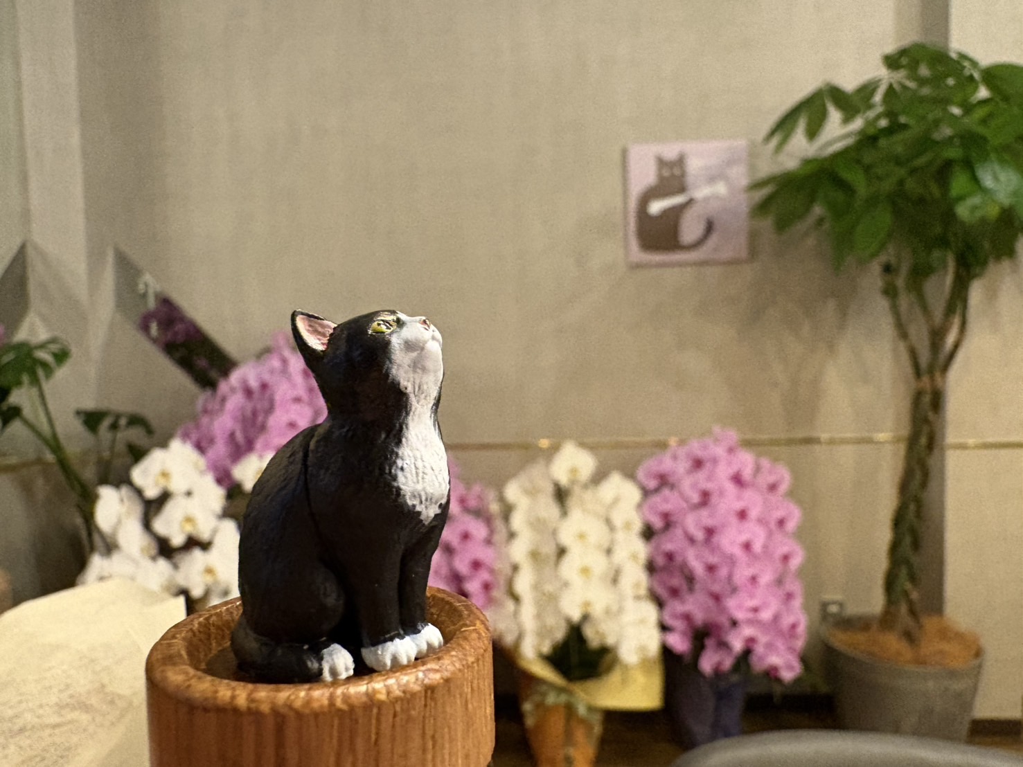 猫灯里の写真1